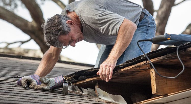 Roof Mold Removal